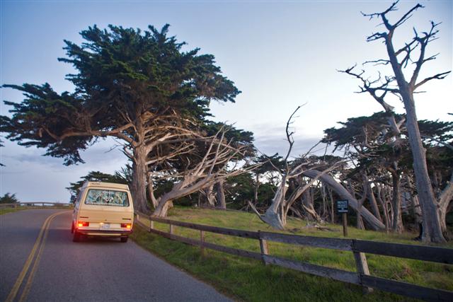 17%20Mile%20Drive%20through%20Pebble%20Beach%20and%20the%20Gnarly%20Cypress%20Forest%20-%20VW%20Surfari%20-%20Photo%20by%20Pat%20Bonish.JPG