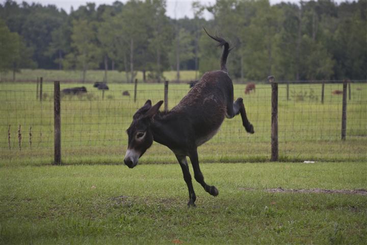 Image result for images of donkeys partying