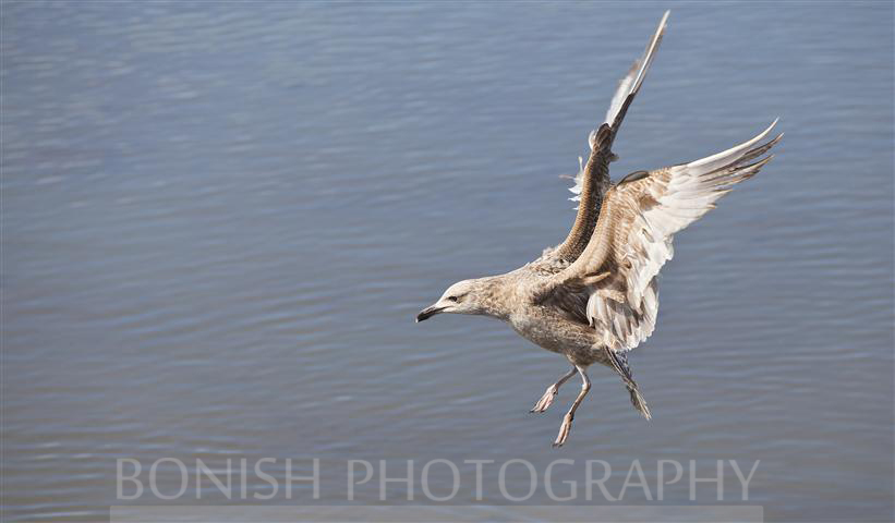 Gulls%20(3).JPG