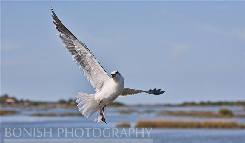 Showing%20Off%20-%20Gull%20in%20Mid%20Flight%20-%20Birds%20of%20Cedar%20Key%20Florida%20-%20Photo%20by%20Pat%20Bonish.JPG