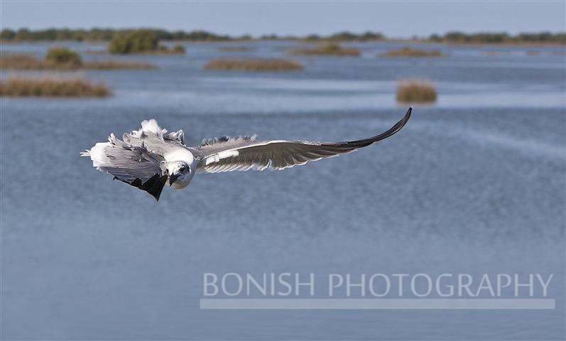 Tail%20Wind%20-%20Birds%20of%20Cedar%20Key%20Florida%20-%20Photo%20by%20Pat%20Bonish.JPG