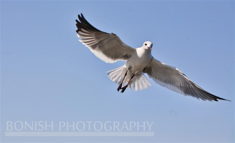 Underside%20of%20a%20Gull%20-%20Birds%20of%20Cedar%20Key,%20Florida%20-%20Photo%20by%20Pat%20Bonish.JPG